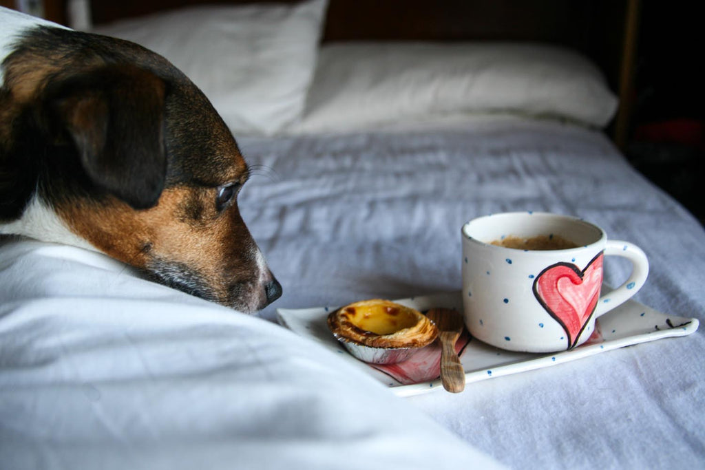 A white Irish pottery mug rests atop a coordinating rectangular plate, each hand-painted with a red heart and peppered with little blue dots. A dog admires adoringly with hope the Pastel de Nata on the plate will be shared.